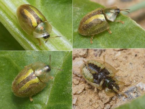 Réf. 198 070 : Cassida vittata